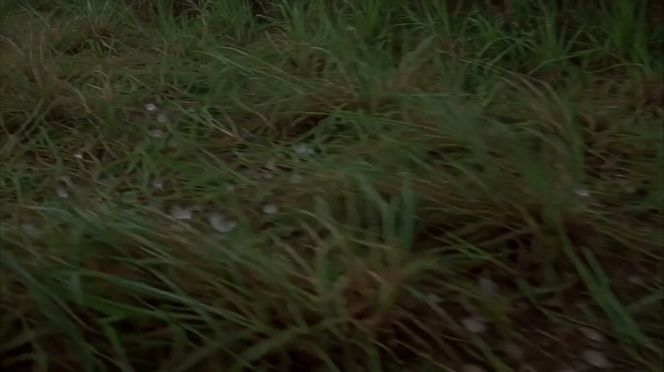 雹の後の草原 — AI video creation