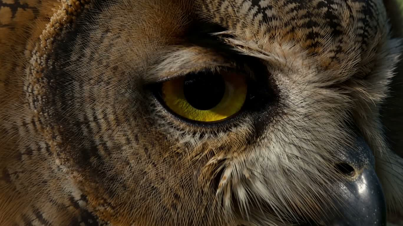迷雾中的猫头鹰凝视