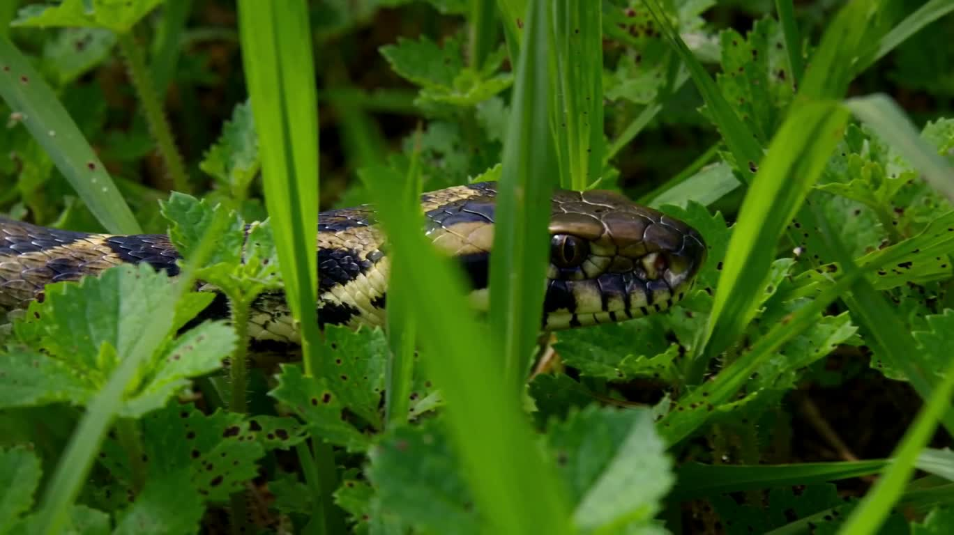 Snake in the Grass