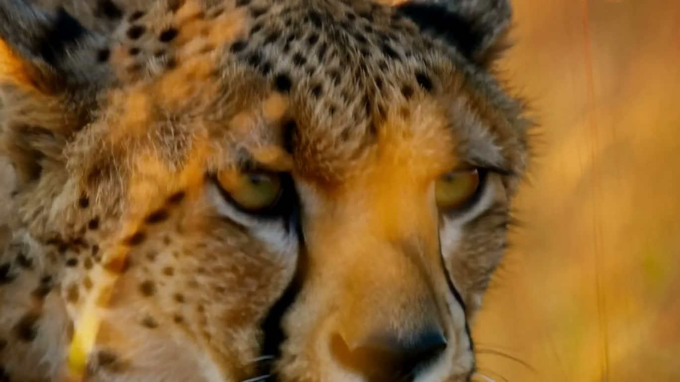 金色草原猎豹冲刺 — AI video creation