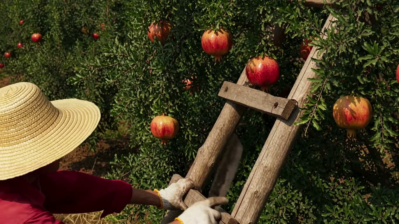 Récolte dans la grenaderie — AI video creation
