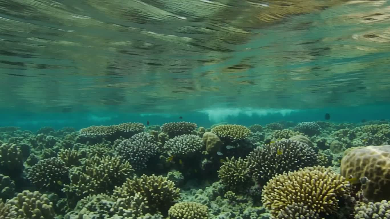 热带珊瑚浅海