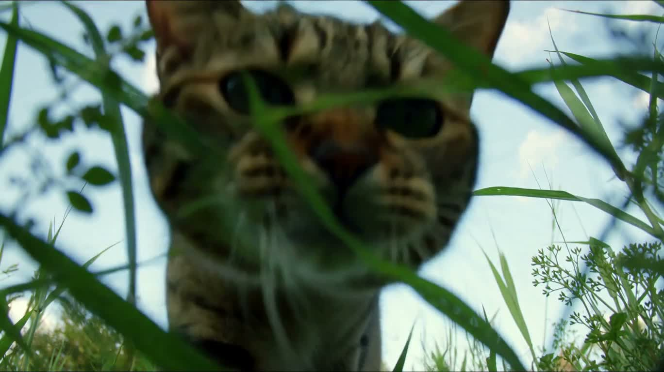 草丛中的玩耍猫咪 — AI video creation