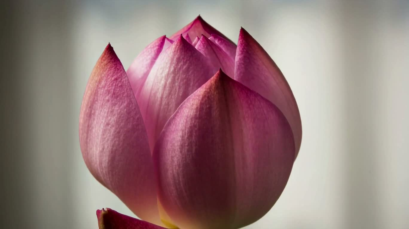 花朵绽放
