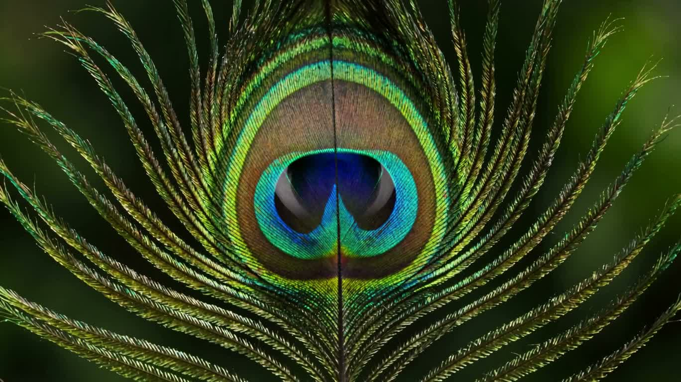 孔雀羽眼的虹彩微观世界 — AI video creation