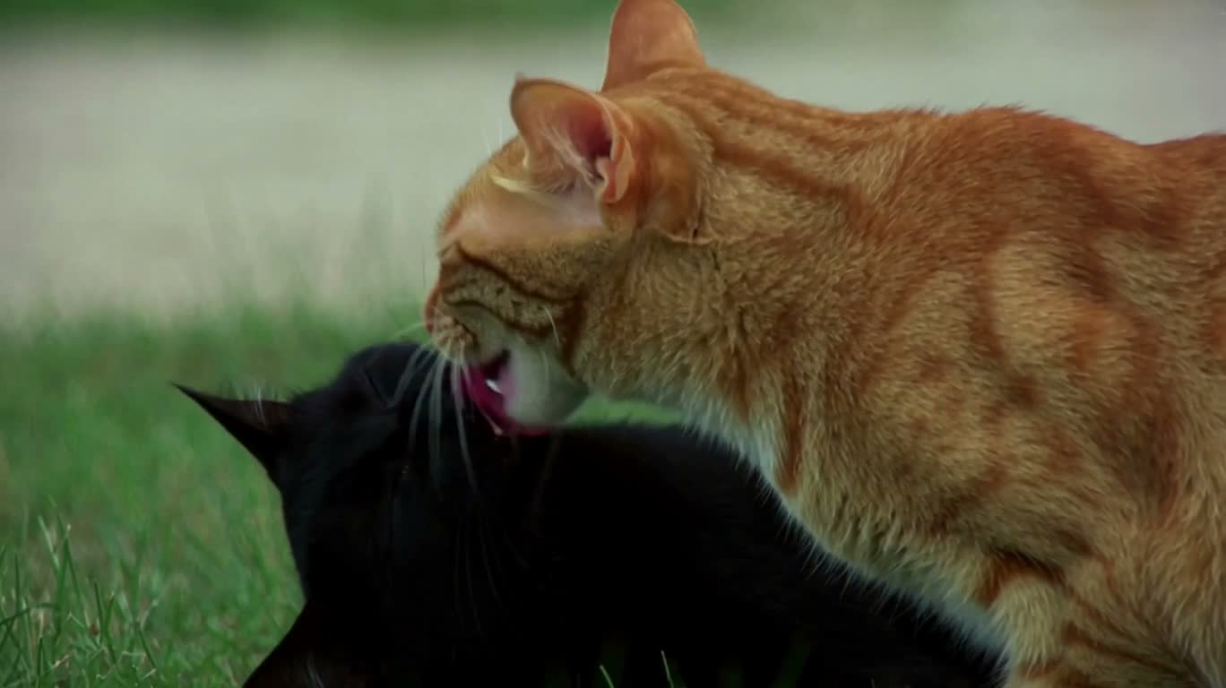Dreamy Grooming of the Orange and Black Cats
