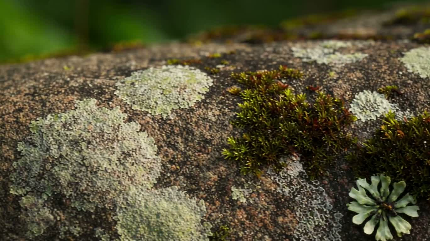 岩石上的苔藓与地衣微观纪录