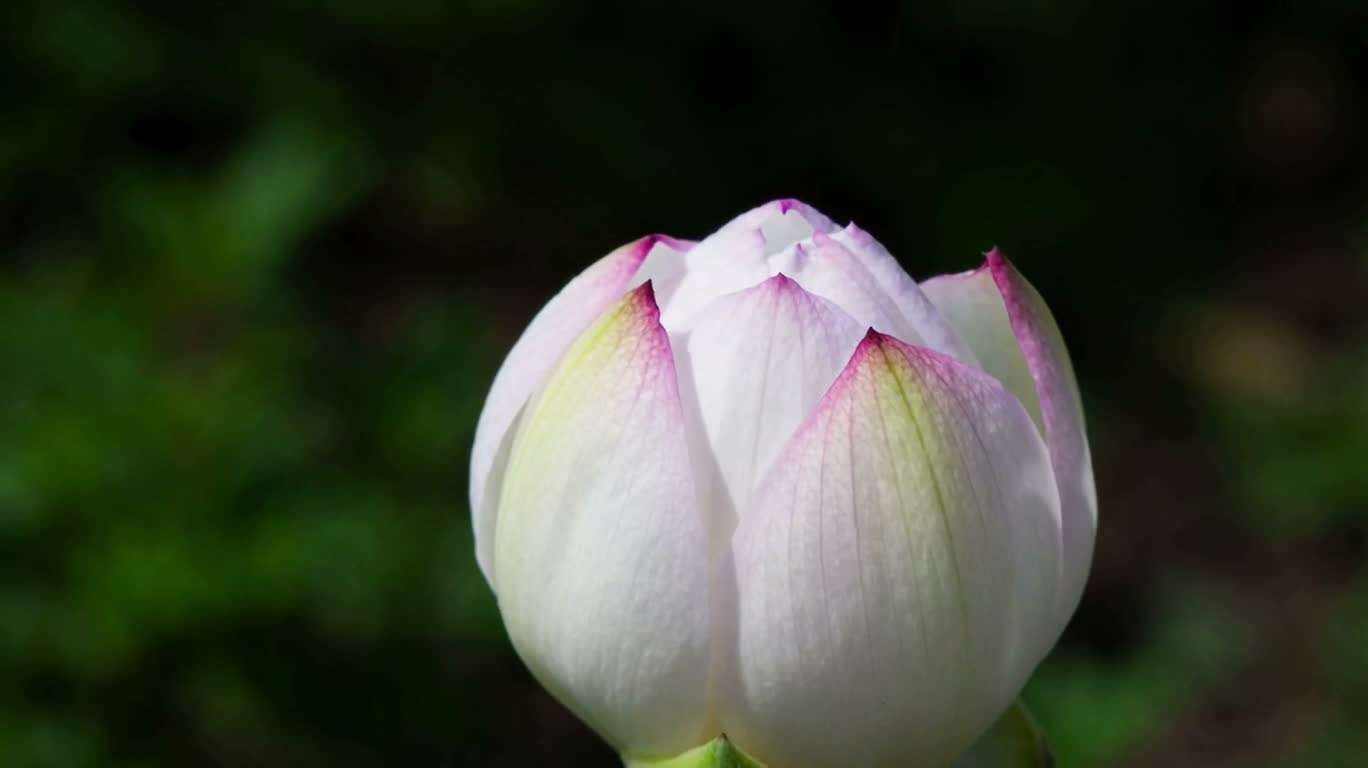 花开时刻
