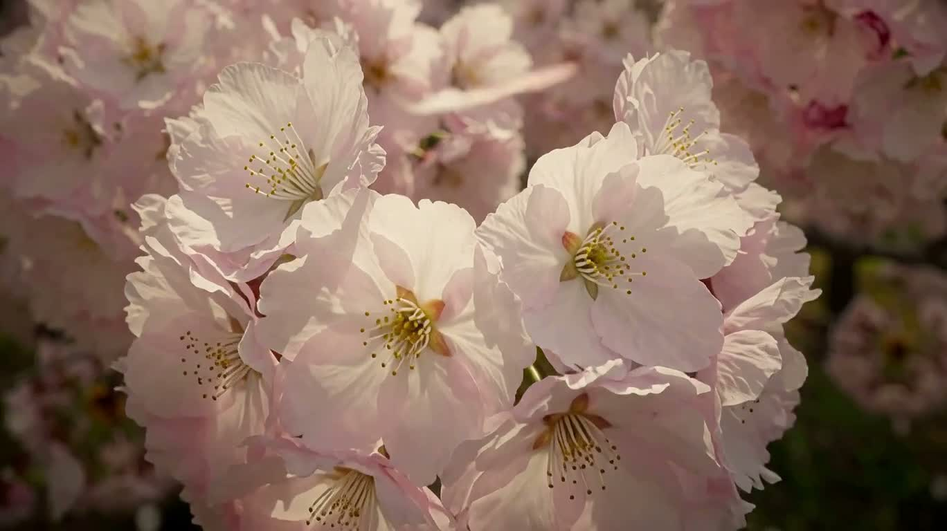 바람에 흩날리는 벚꽃