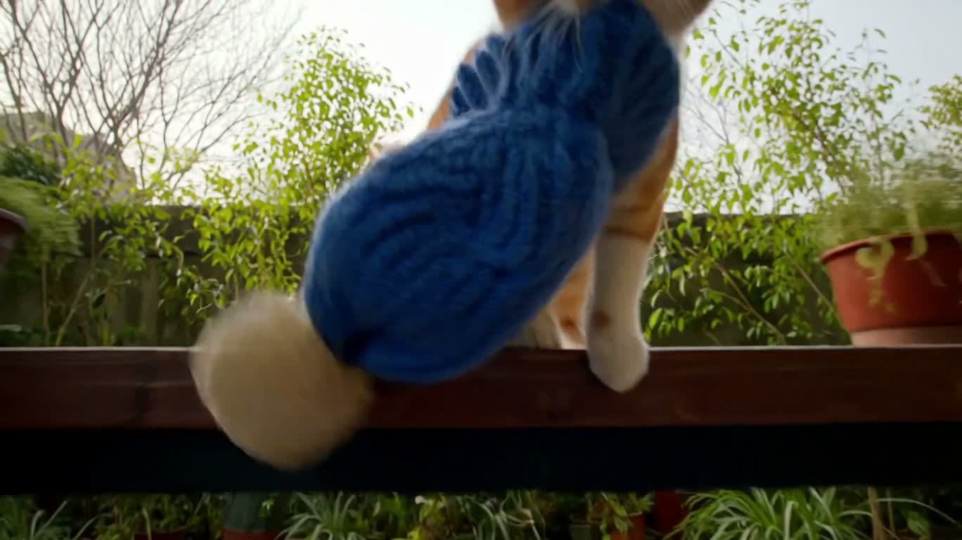 小猫偷帽与双重惊喜 — AI video creation