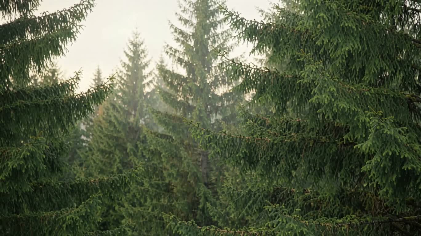 Quiet Mountain Forest Fading Beyond the Window