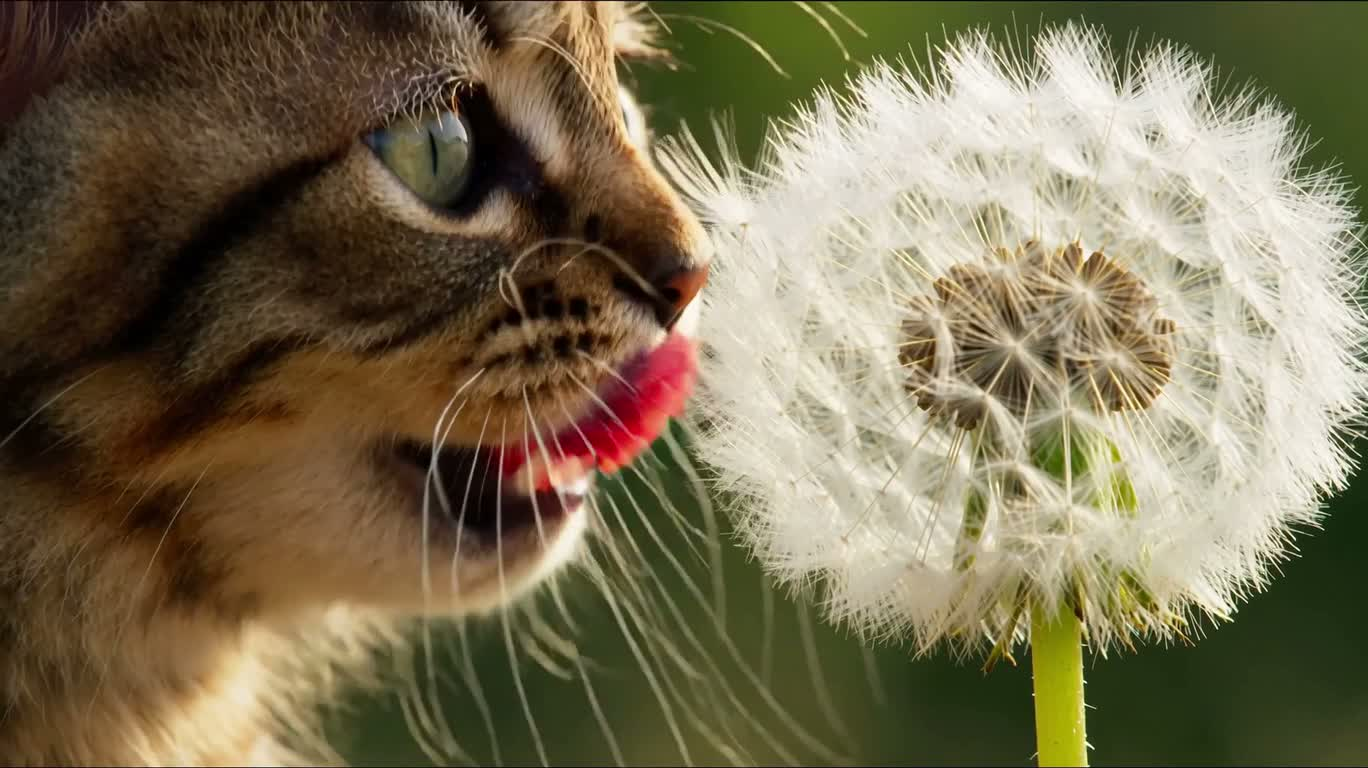 小猫品尝白色蒲公英绒球 — AI video creation