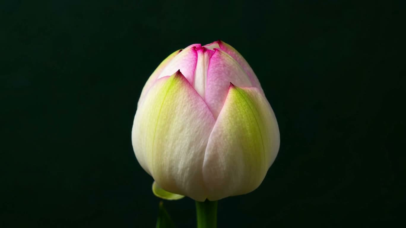 花朵绽放