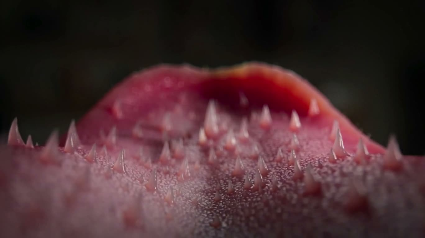 猫舌倒钩乳突微距 — AI video creation