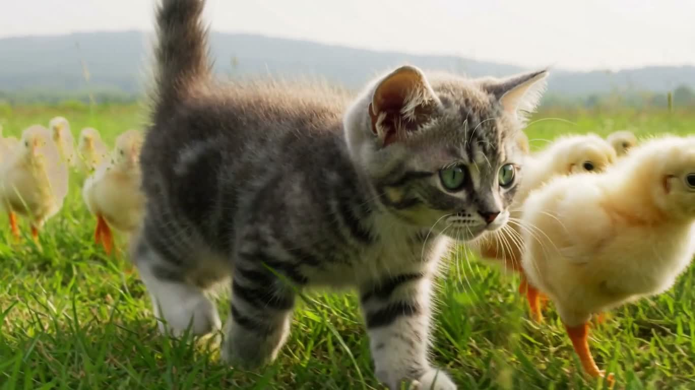 晨光草甸中的小猫与小鸡 — AI video creation
