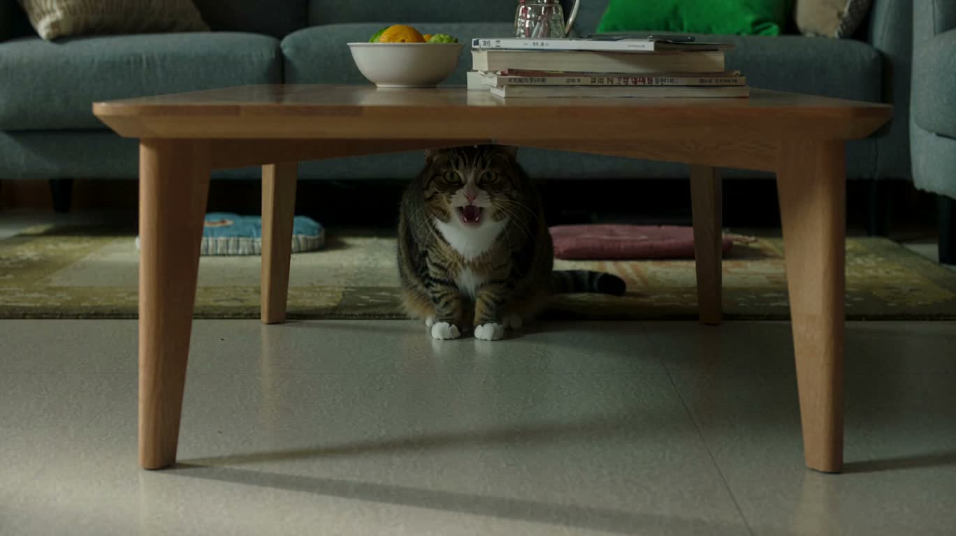 猫咪从桌下跑到桌前