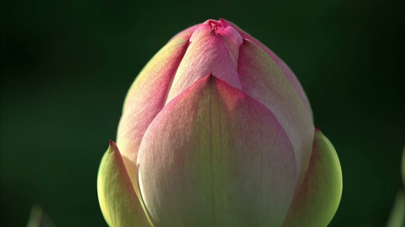 花蕾绽放