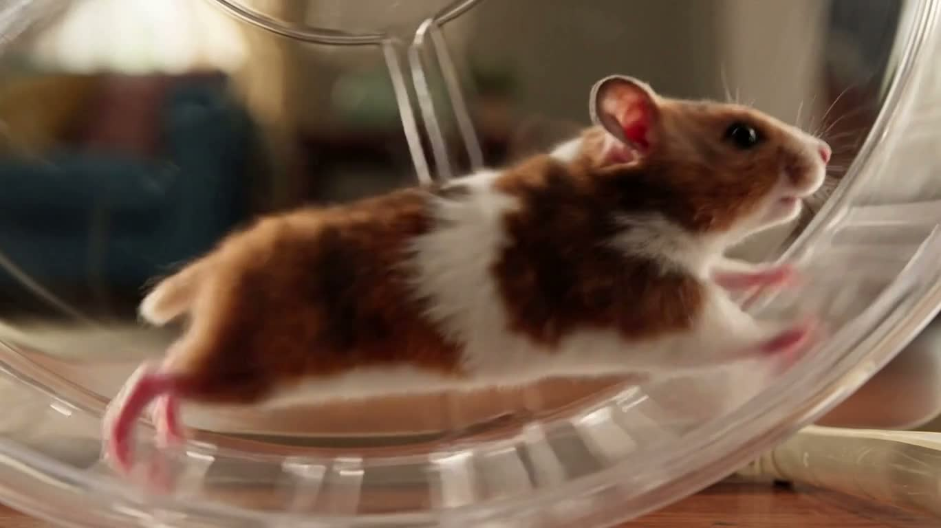 仓鼠飞轮智胜橘猫 — AI video creation