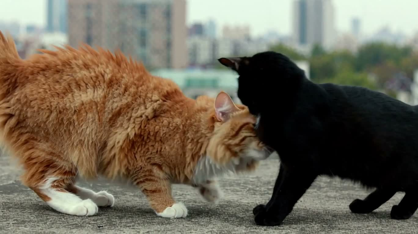 屋顶上的猫 — AI video creation