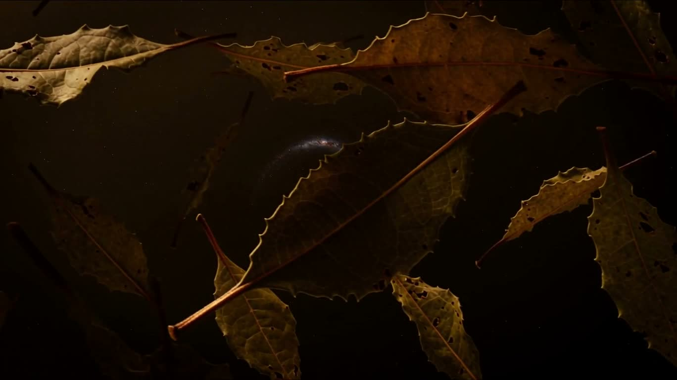 茶叶星河 — AI video creation