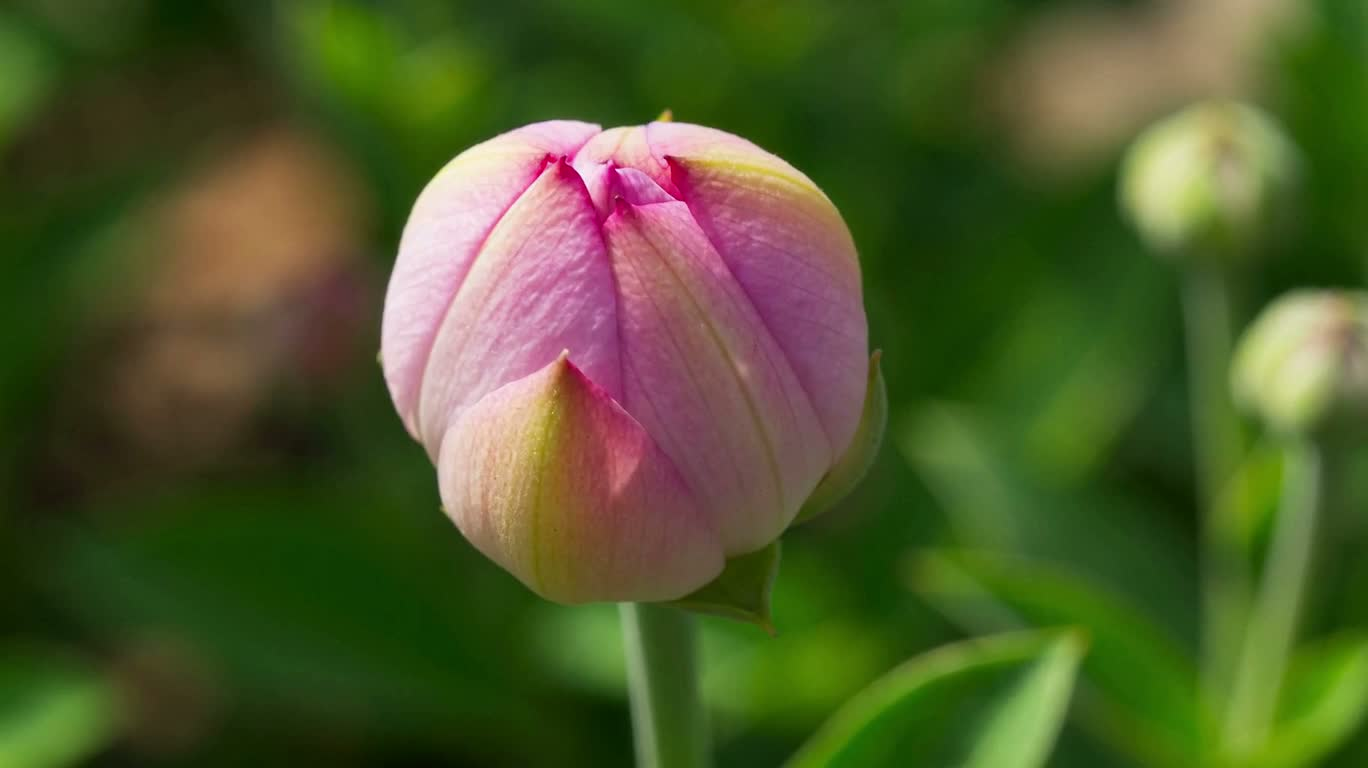 花开蜂至