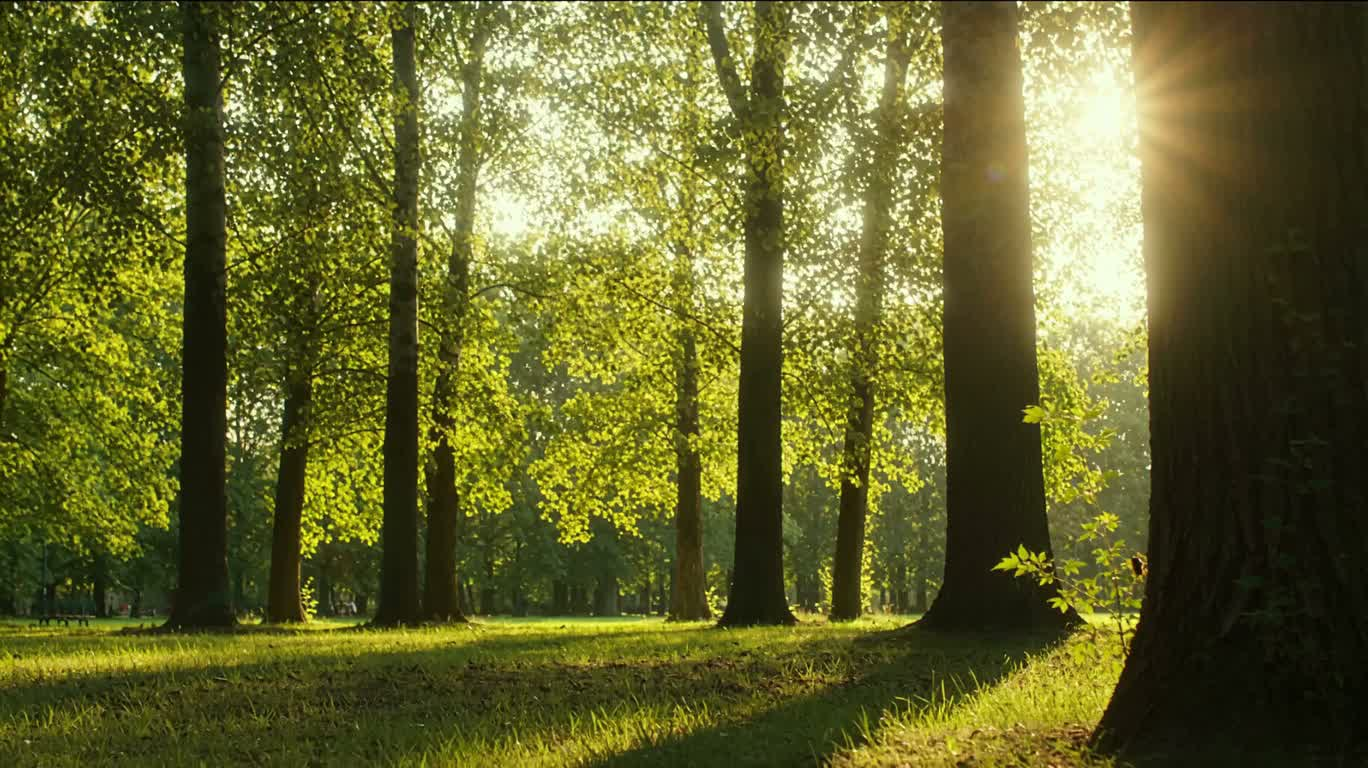 Chant des cigales d'été — AI video creation