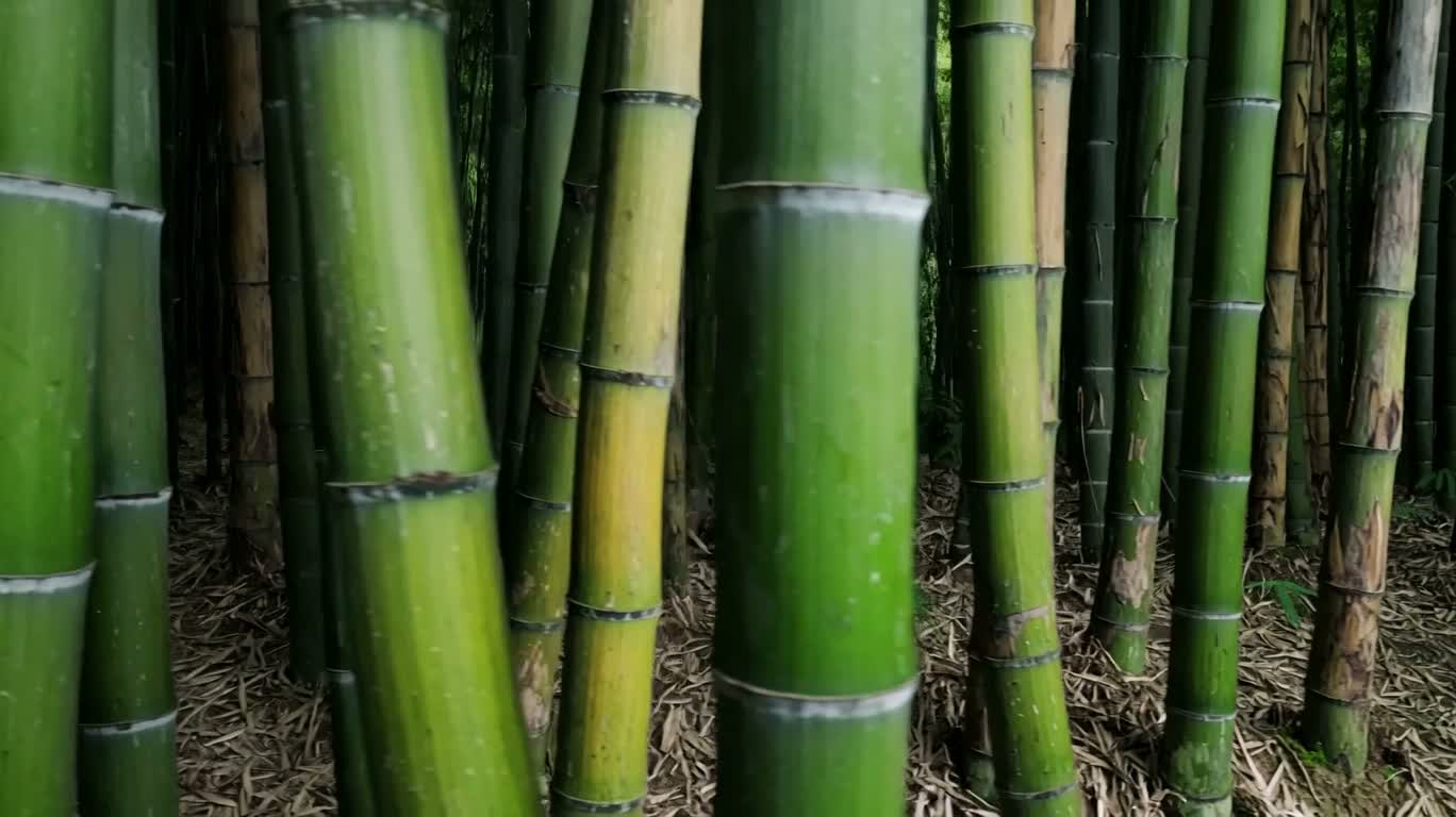 竹林光影漫游