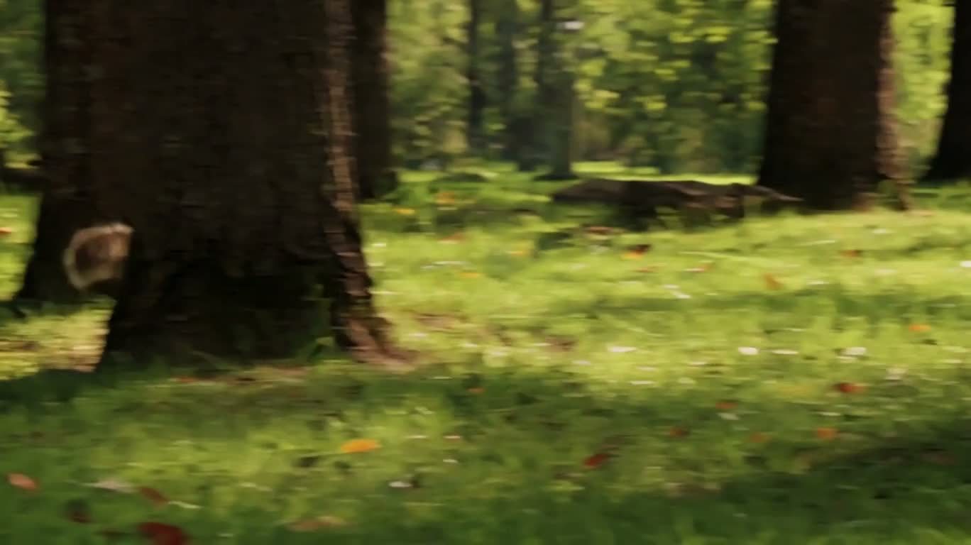숲속의 추격 — AI video creation