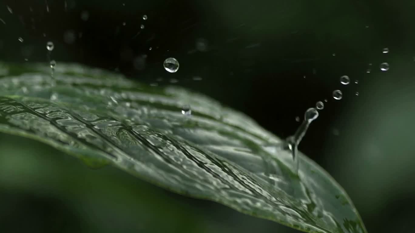落ち葉に降る雨 — AI video creation