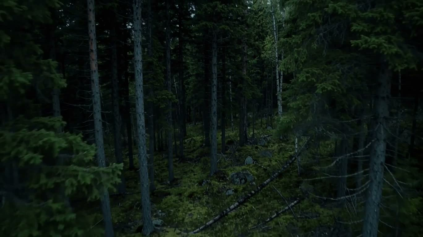 雾境针叶林 — AI video creation