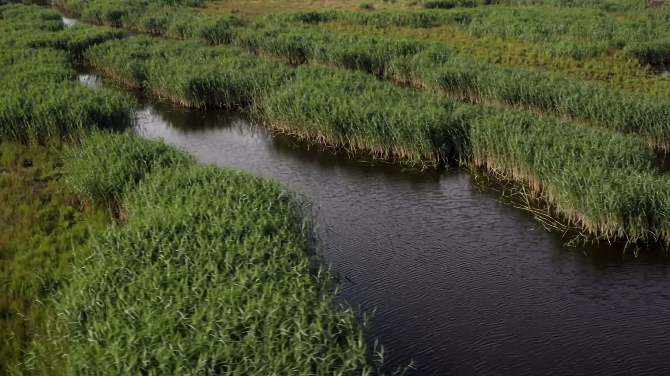静水沼泽水道