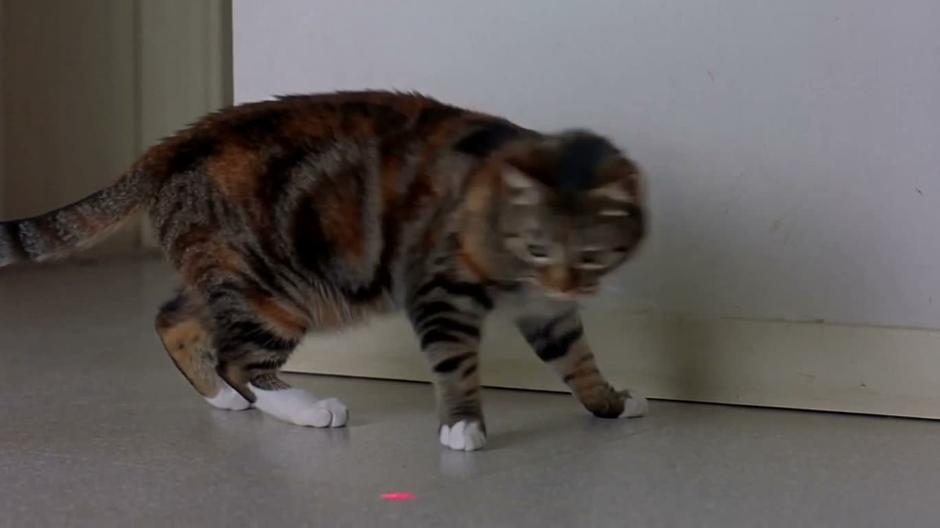 猫咪追逐激光后舔爪