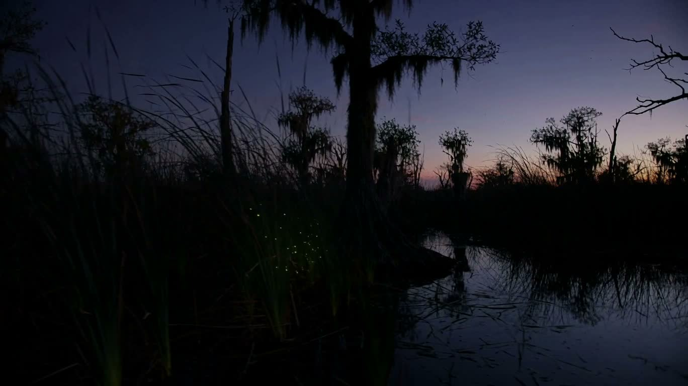 Marais aux lucioles au crépuscule — AI video creation