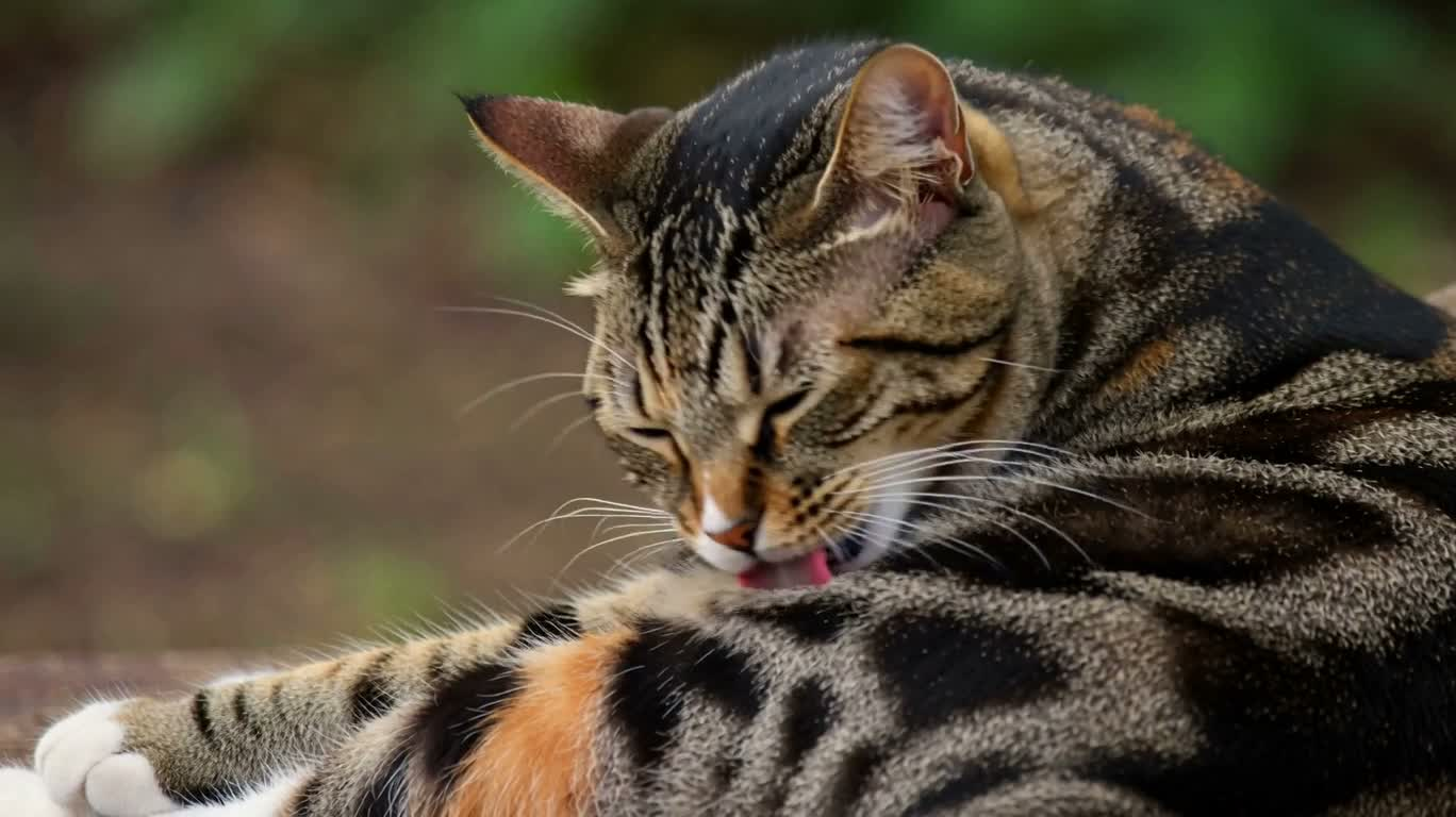 猫咪细致自我梳理