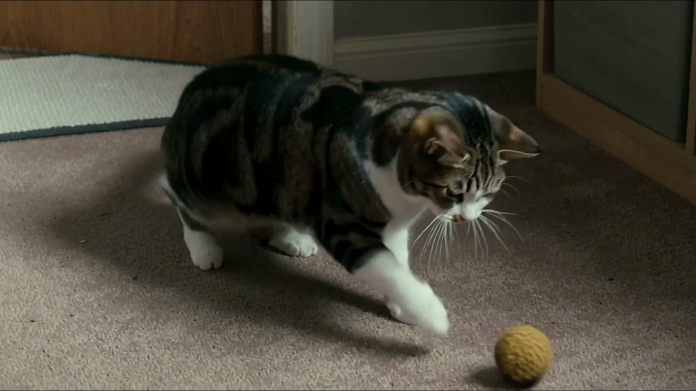 猫咪玩耍后跃上架子