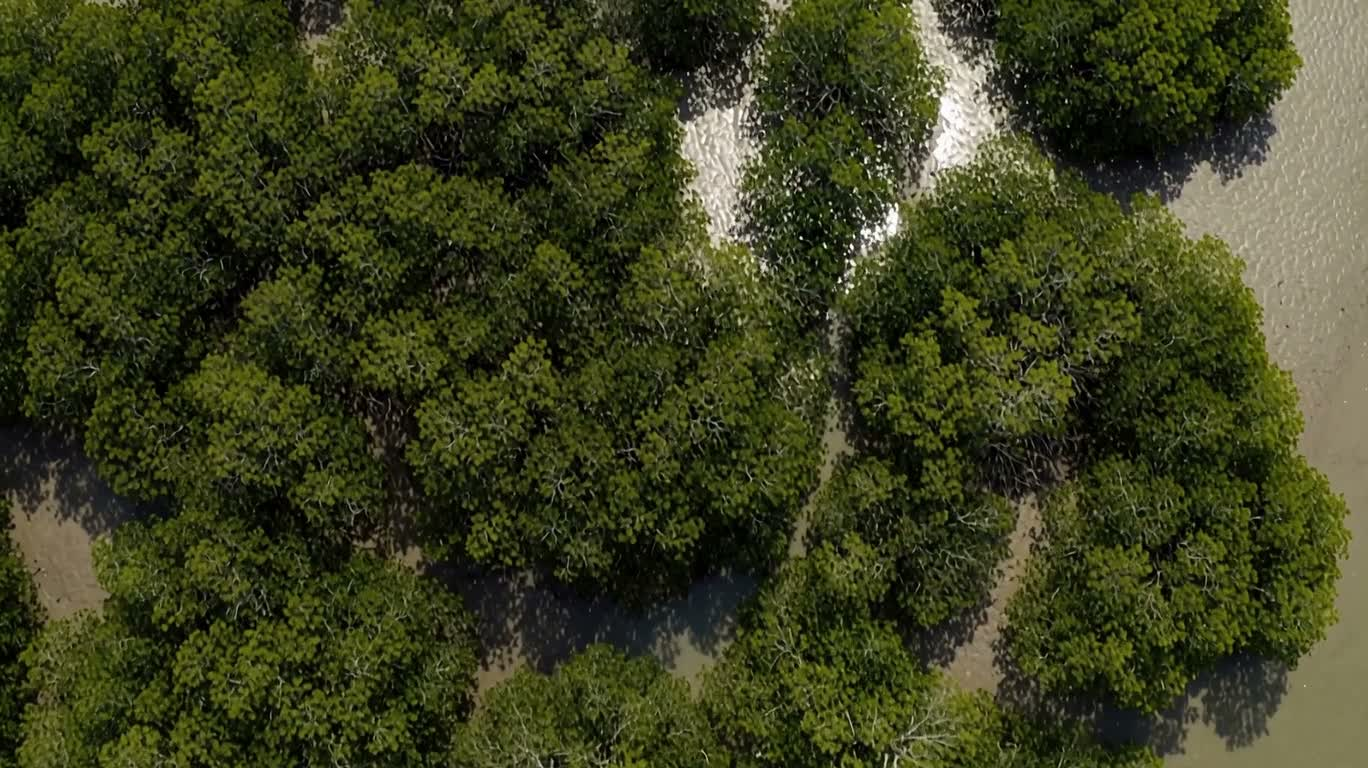 潮汐红树林 — AI video creation