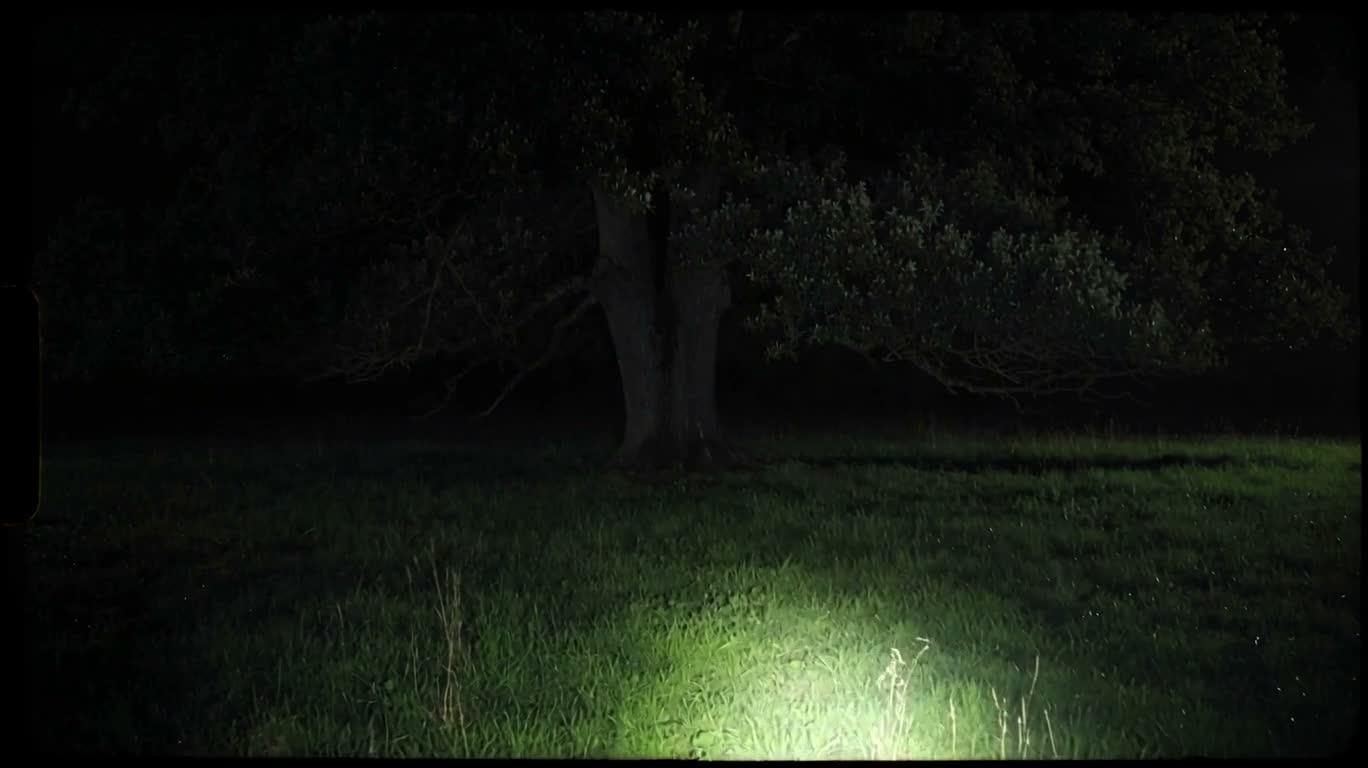 Night Forest Tree Runes — AI video creation