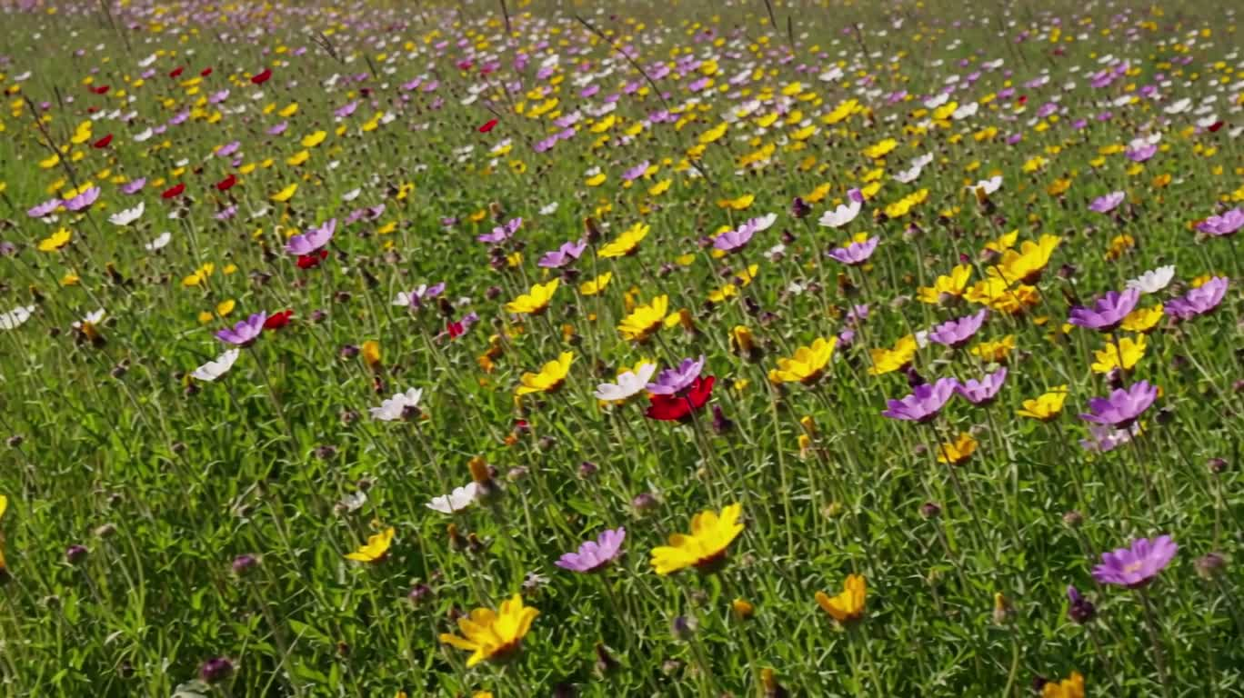 阳光野花原野