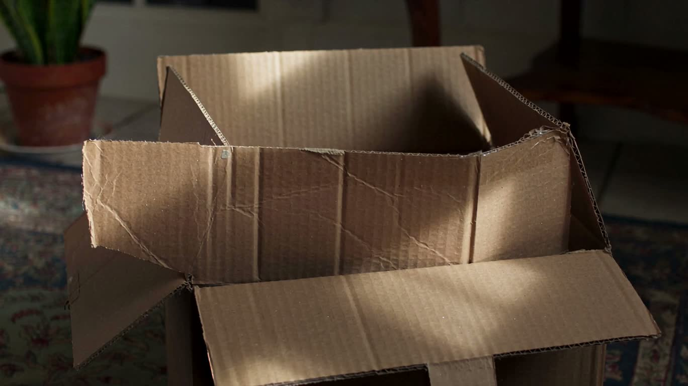 Cat in a Cardboard Box