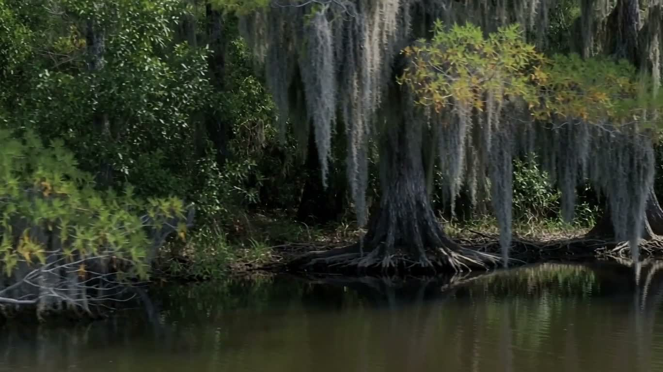 西班牙苔藓 bayou