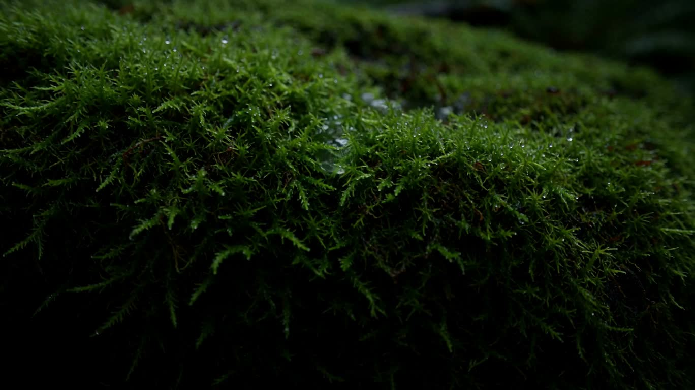 雨后苔林 — AI video creation