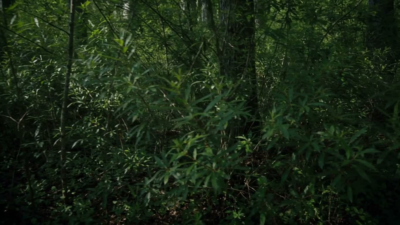 林间静谧空地 — AI video creation
