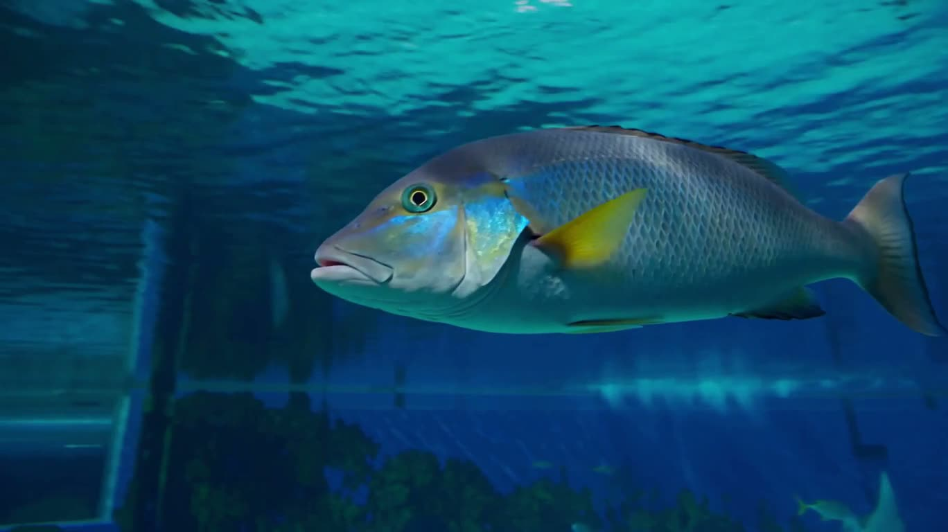 水族馆隧道中的鱼