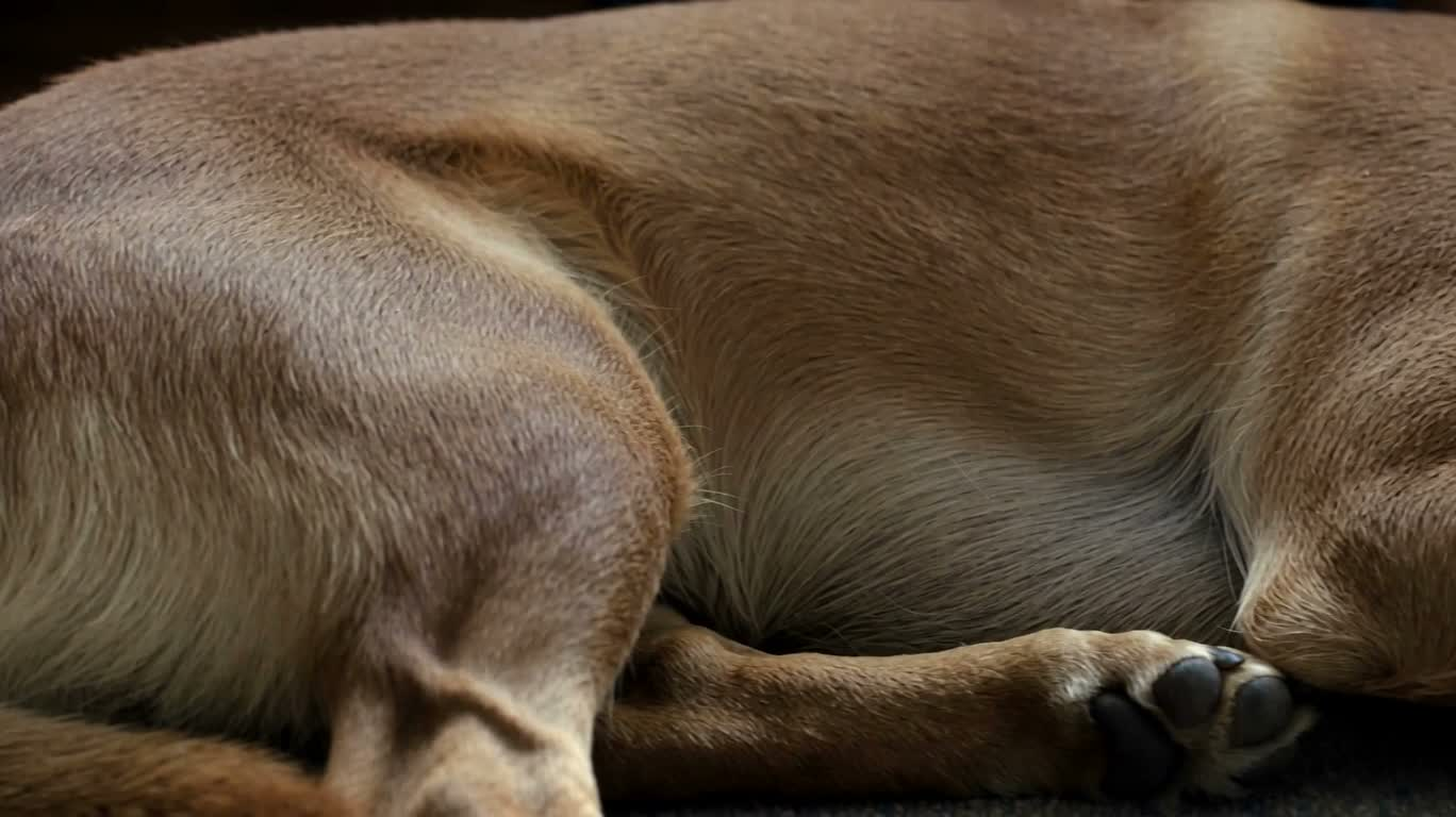 眠る犬 — AI video creation