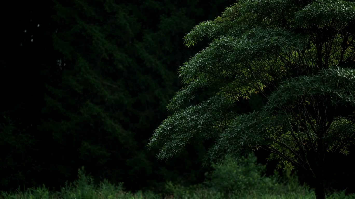 Silver Glow and Dark Red Forest Shadows — AI video creation