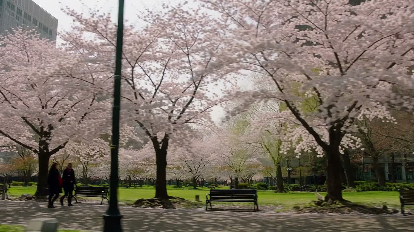 春日樱花公园漫步