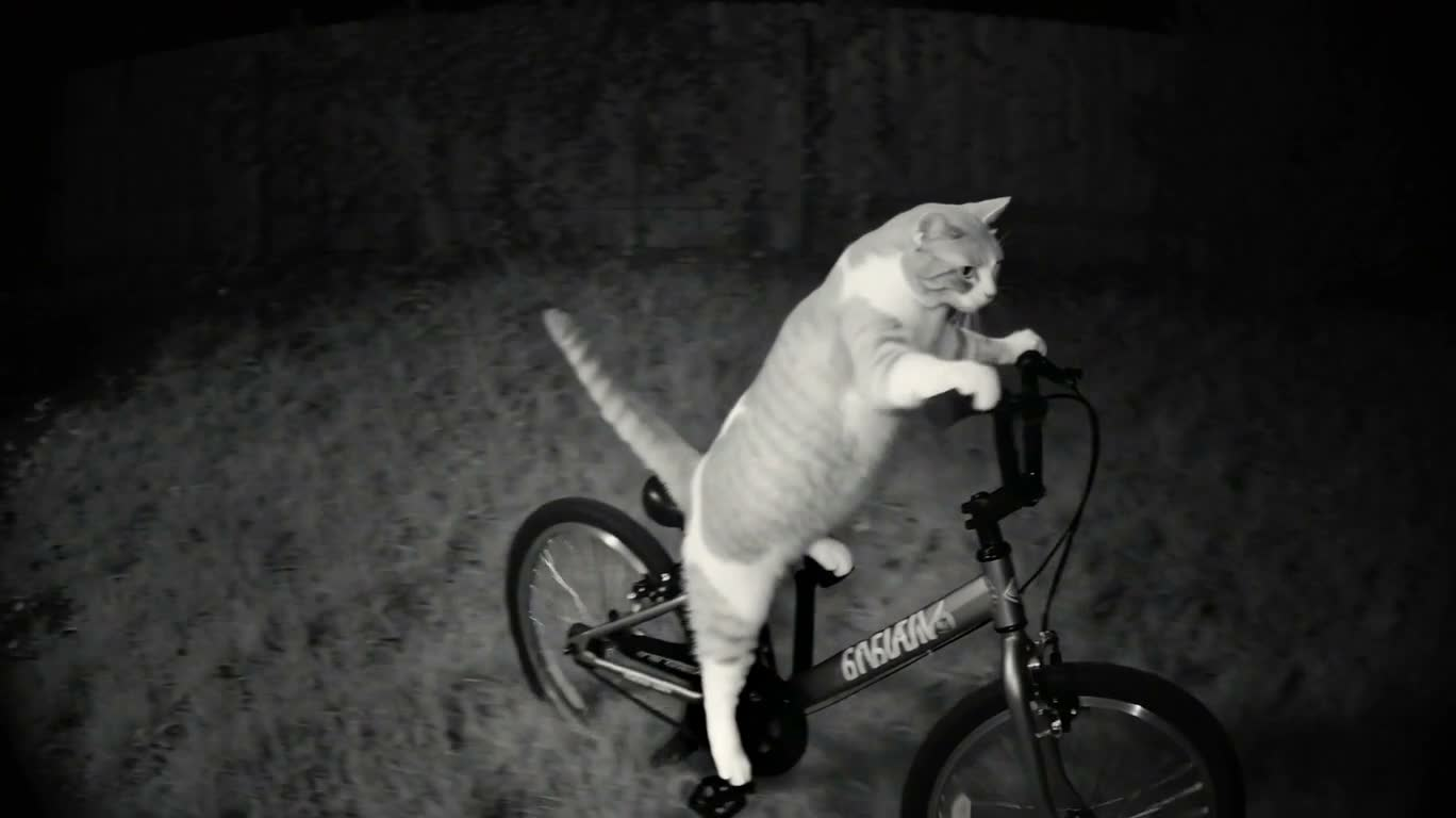 夜間監視に映る自転車の猫 — AI video creation