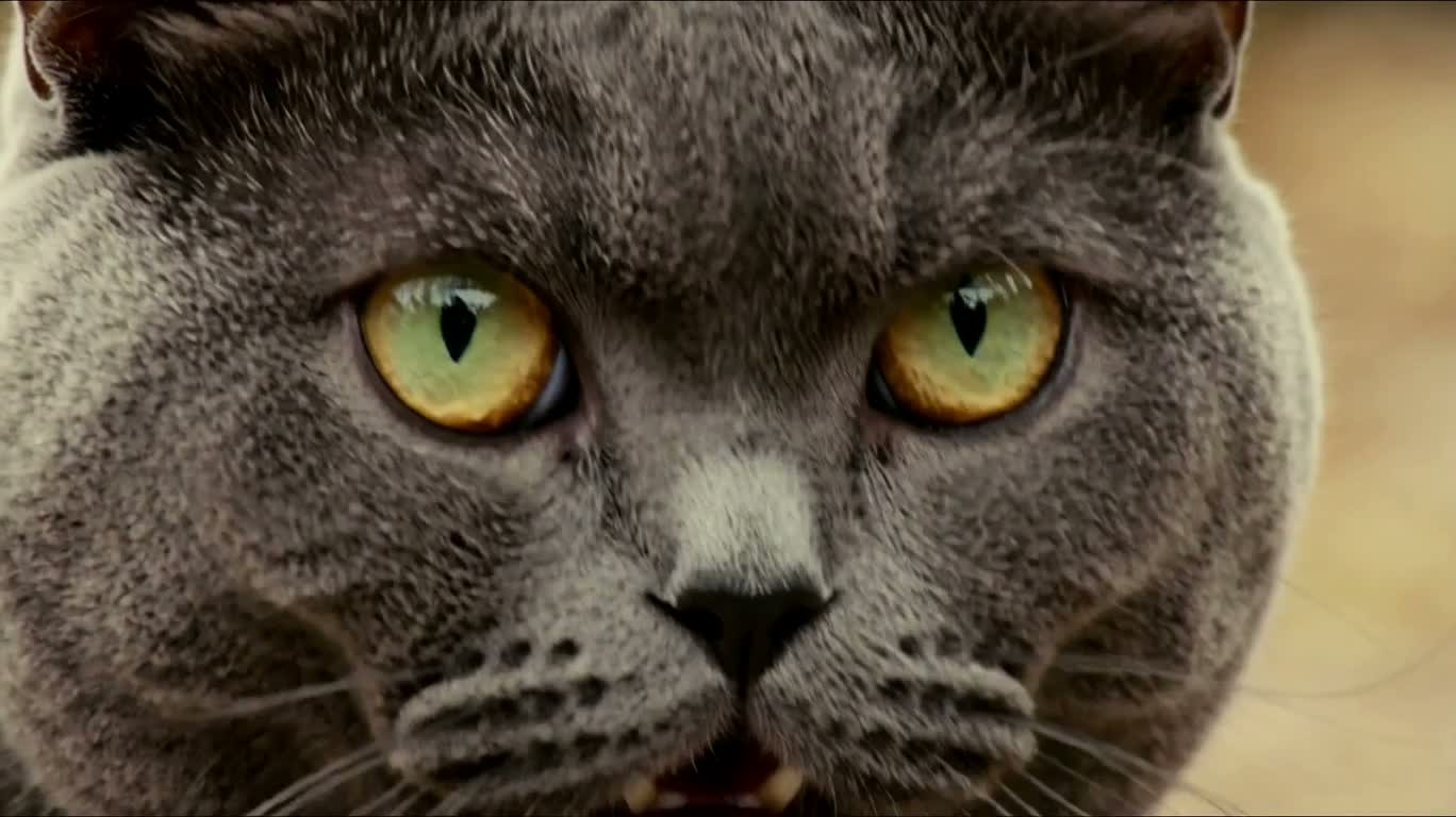猫咪胜过功夫大师 — AI video creation