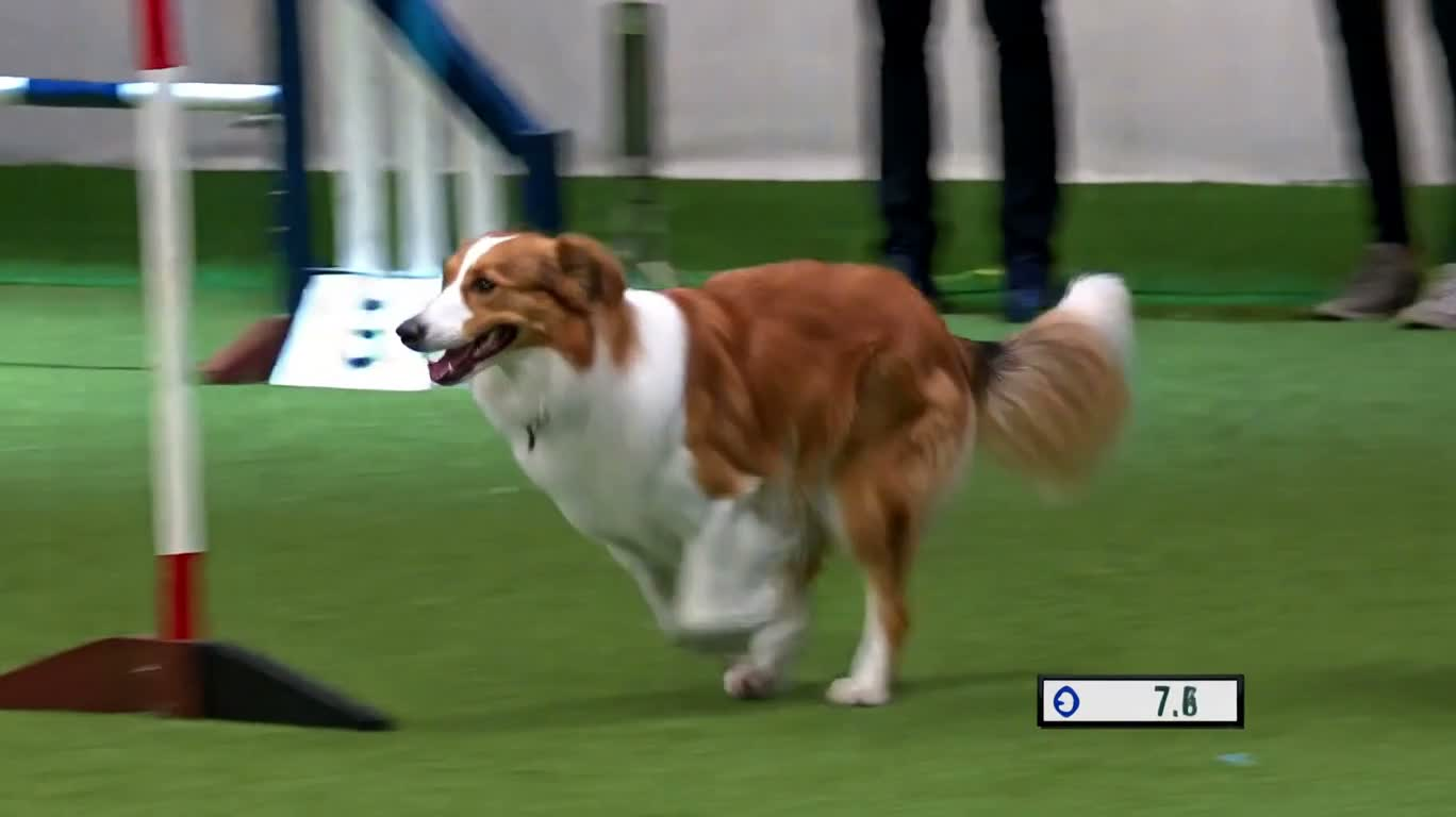 边境牧羊犬敏捷赛冲刺 — AI video creation