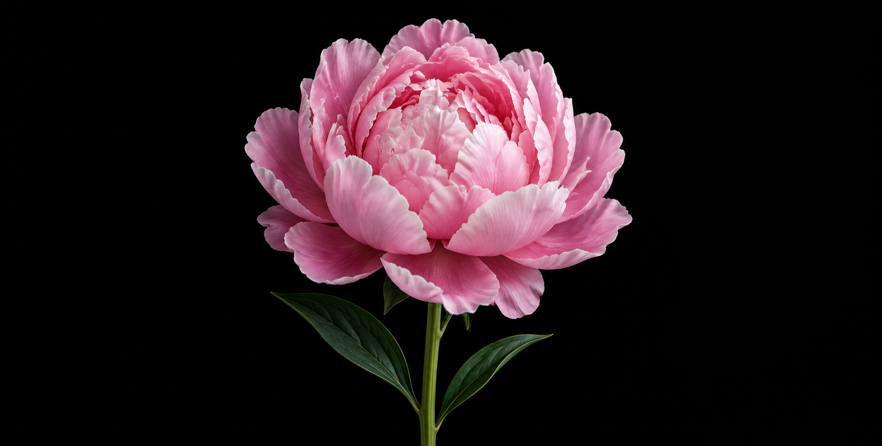 极致光影下的纯黑背景微距花卉 — AI image creation